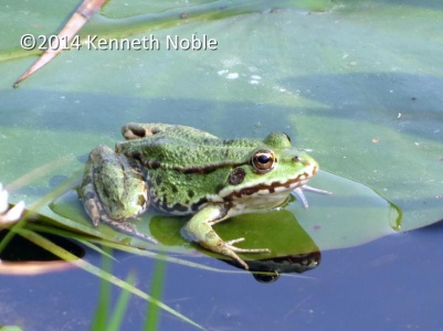 marsh frog (Rana ridibunda) Kenneth Noble